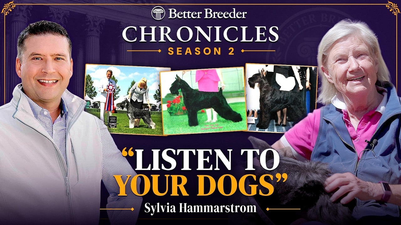 Better Breeder Chronicles Season 2 with Sylvia Hammarstrom and schnauzers.