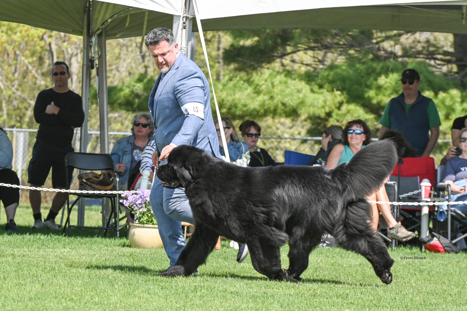 Man in suit walks a large black Newfoundland dog on a grassy field.