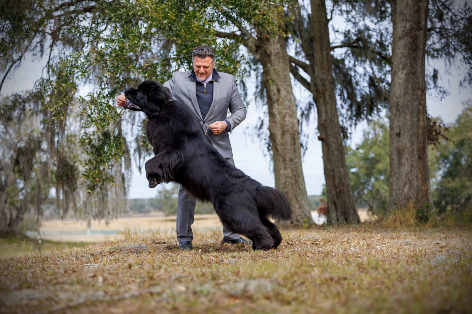 Man in suit playing with a large black Newfoundland dog outdoors.