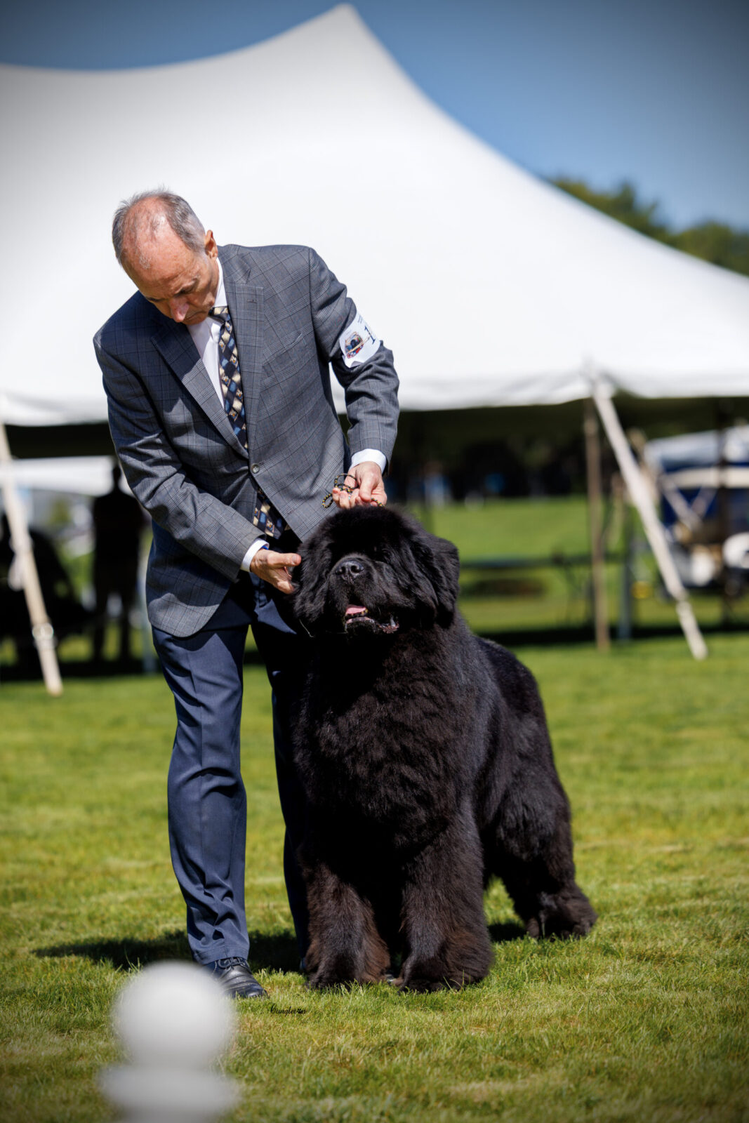 Man in suit presenting a large black Newfoundland dog on a grassy field under a tent.