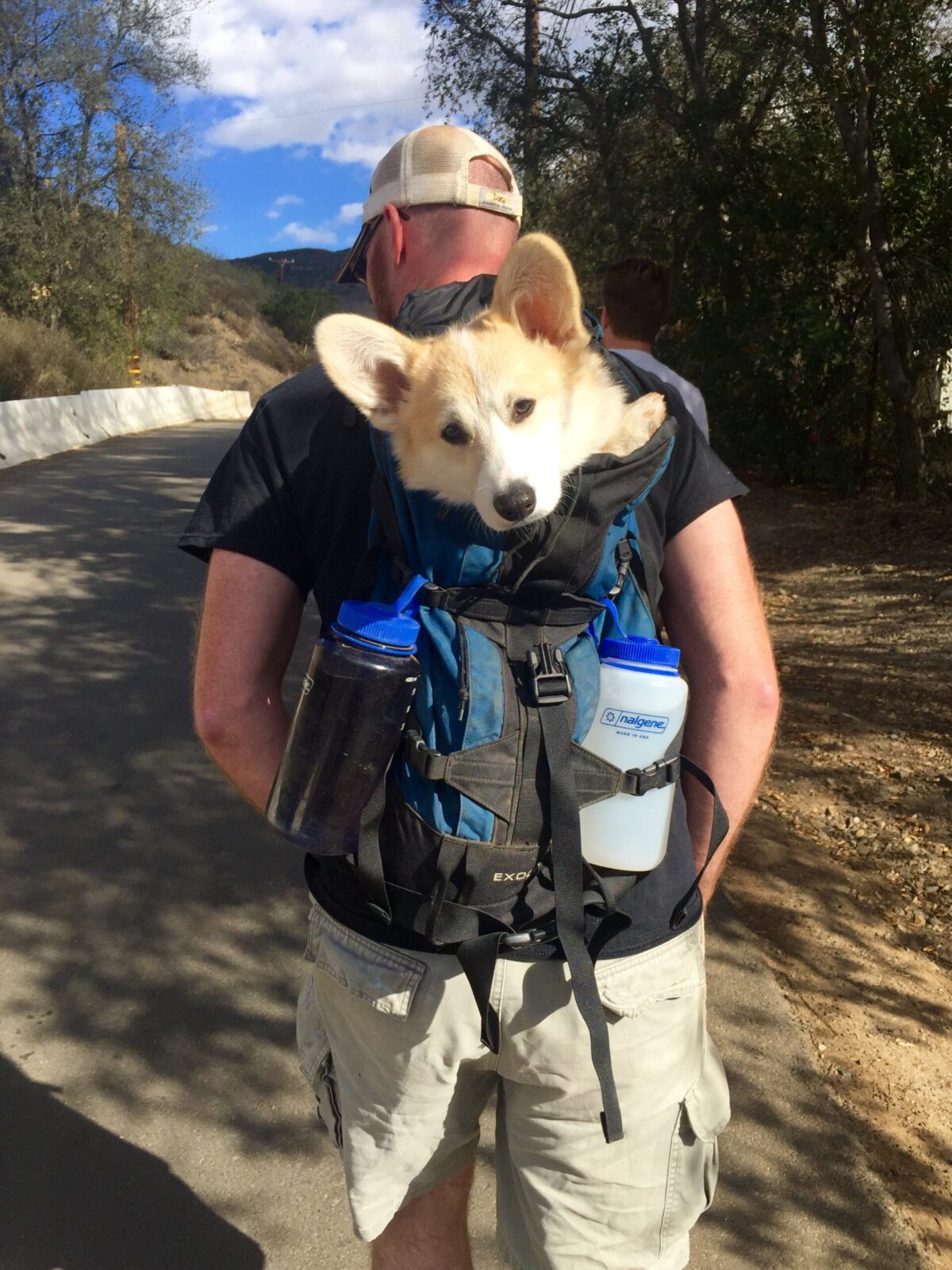 Corgi peeking out of a backpack worn by a person on a trail.