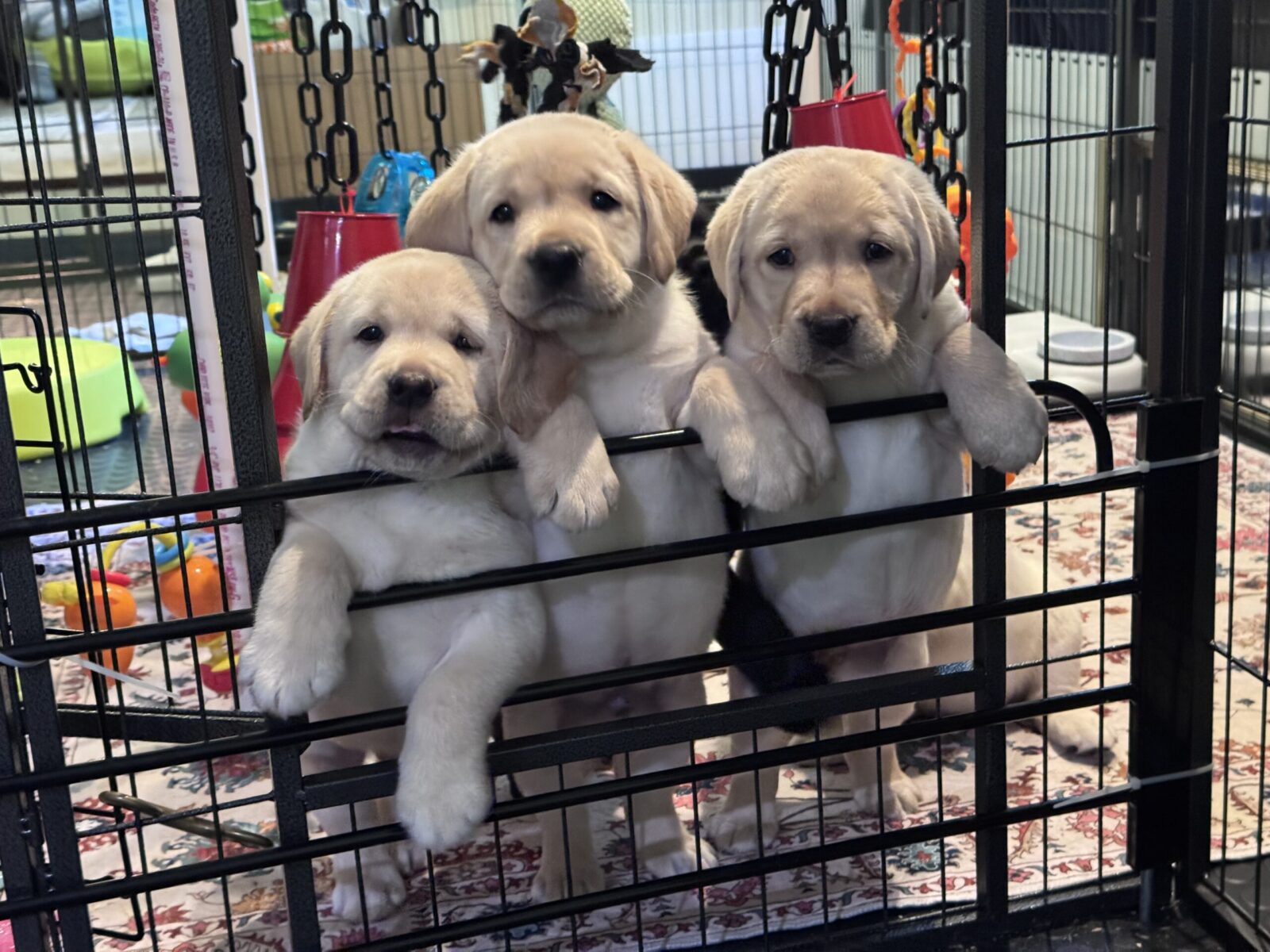 Three yellow Labrador puppies lean on a black metal gate, looking out.