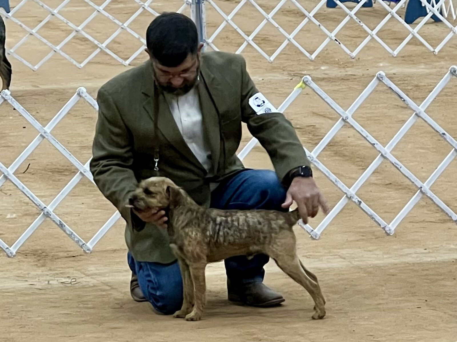 Man in suit presenting a brindle terrier at a dog show.