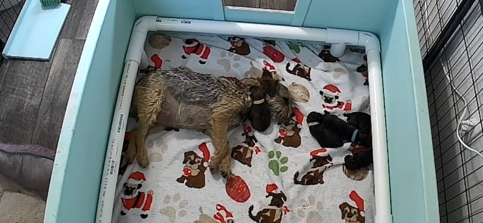 Mother dog and puppies rest on a festive blanket in a whelping box.