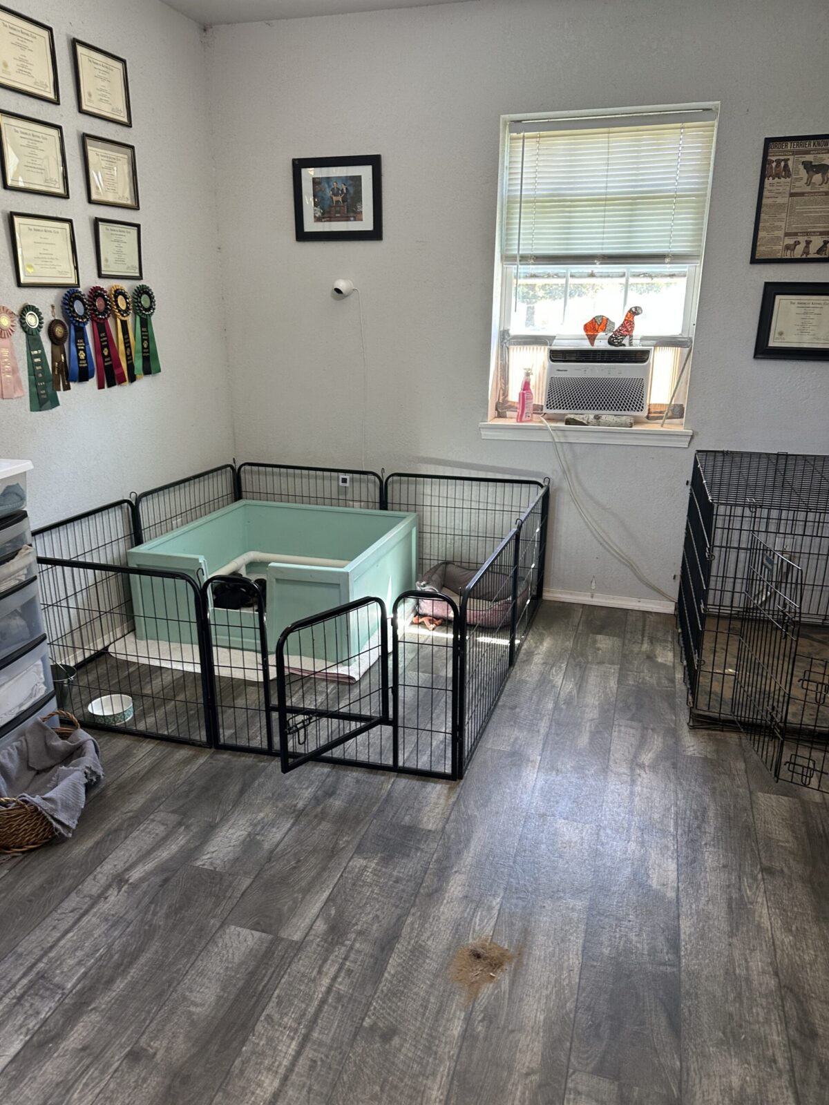 Puppy pen with a mint green whelping box, dog crates, and awards on the wall.
