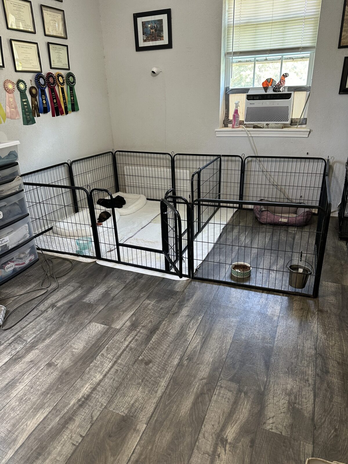 Black metal puppy pen with beds, food bowls, and a dog inside.