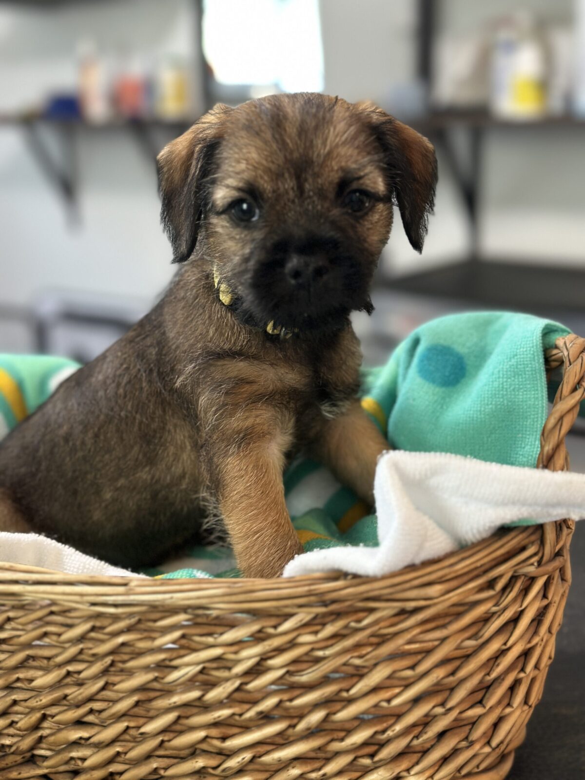 Border terrier puppy in a wicker basket with colorful towels.
