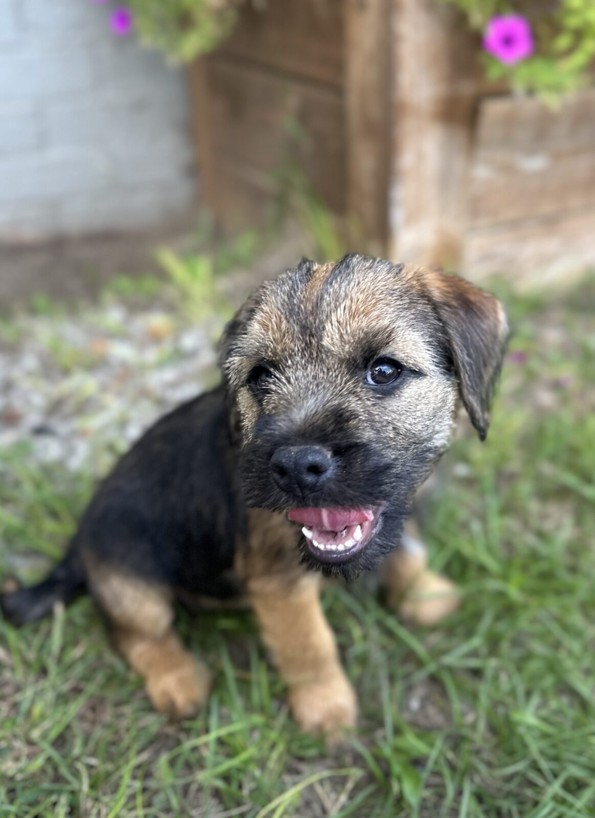 Border Terrier puppy with tongue out, sitting in grass.