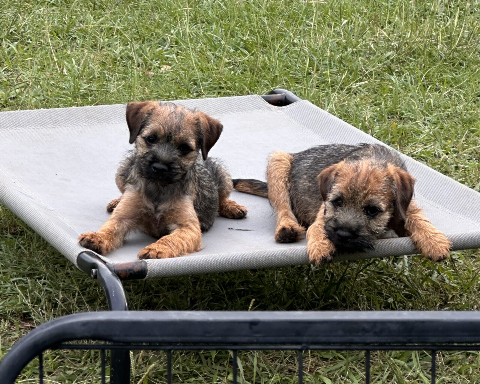 Two Border Terrier puppies resting on a gray cot outdoors.
