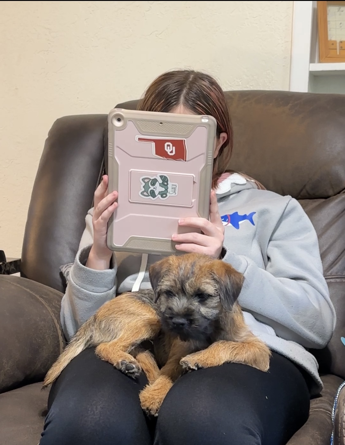 Border terrier puppy rests on a person's lap while they hold a tablet.