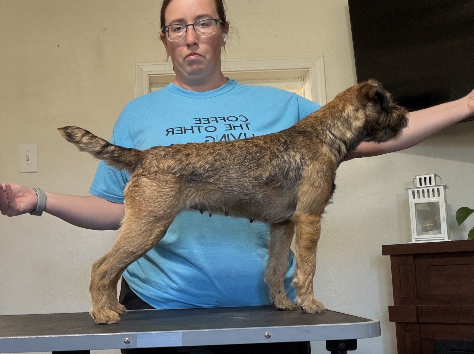 Border Terrier dog standing on a grooming table with a person behind it.