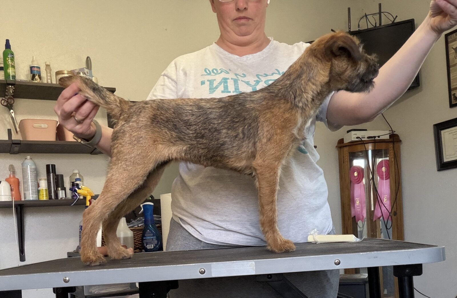 Border Terrier dog standing on grooming table, held by person.