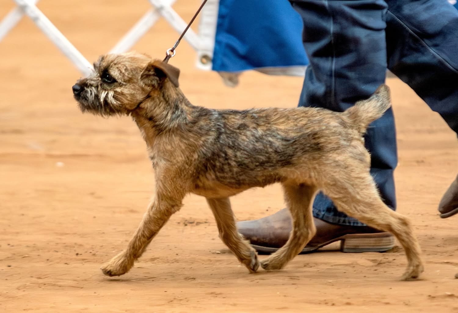 Border Terrier dog on leash being walked by a person in jeans and boots.