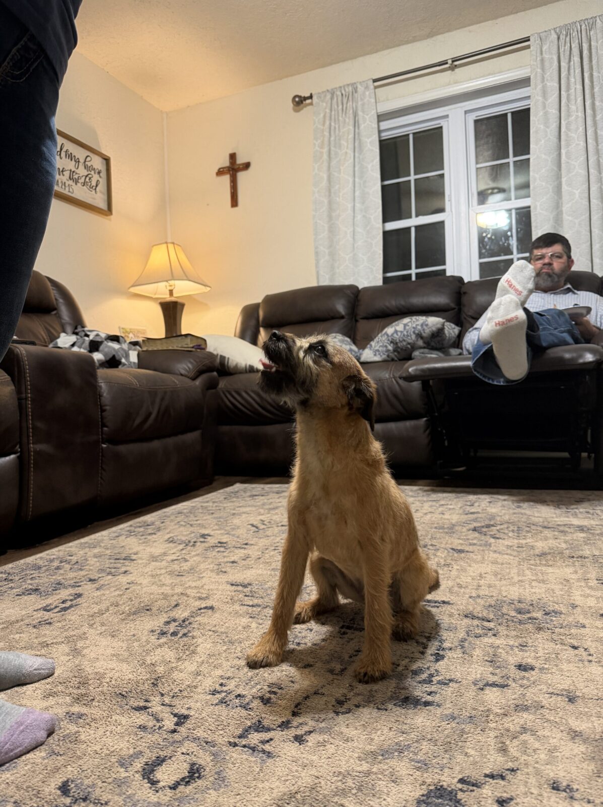 Scruffy terrier sits on a rug, looking up expectantly. A man relaxes on a couch in the background.
