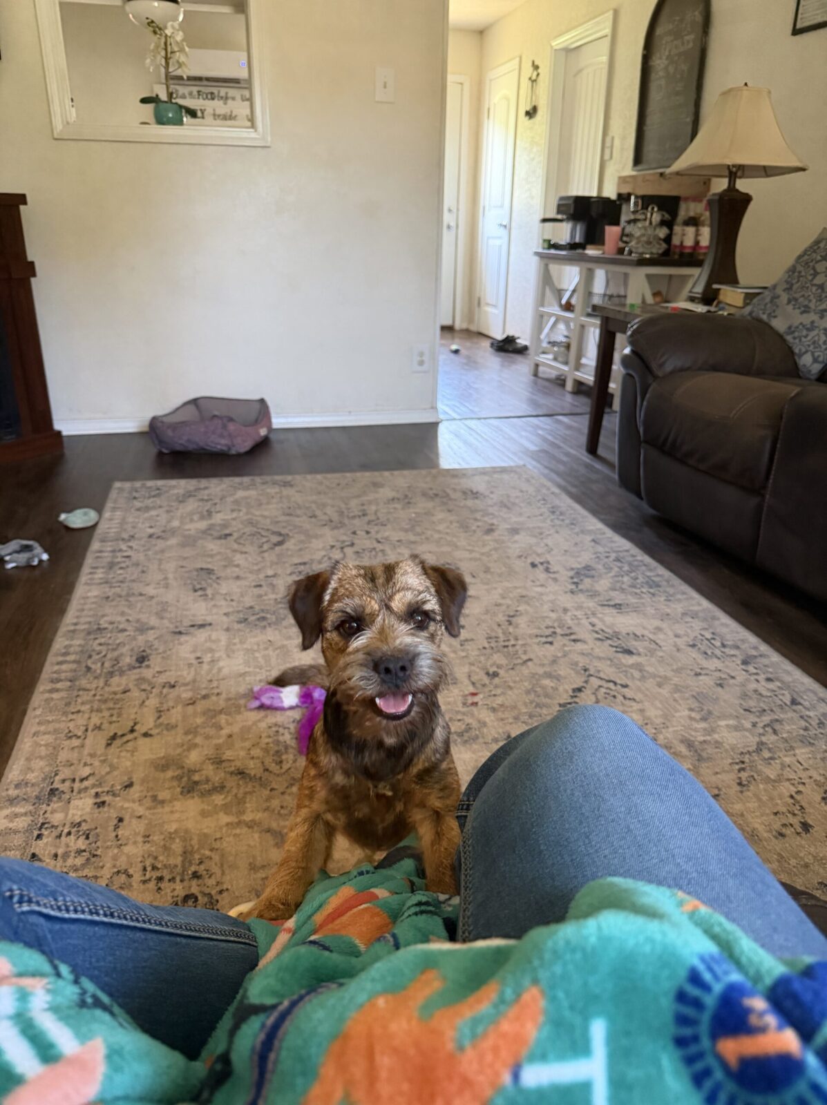 Border terrier dog sitting on a rug, looking at the camera.