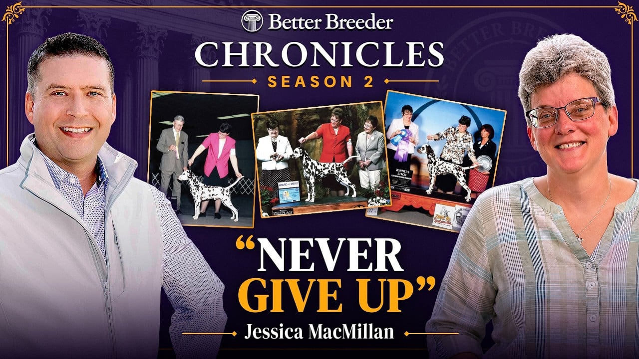 Better Breeder Chronicles Season 2 with Jessica MacMillan and Dalmatians.