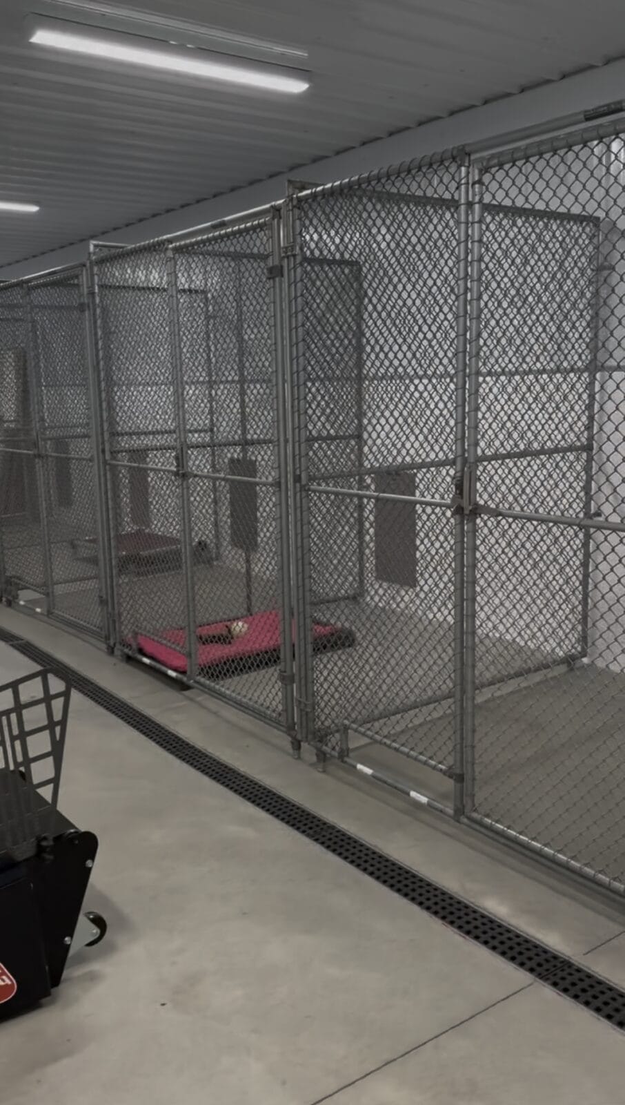 Row of empty chain-link dog kennels with pink bedding in one.