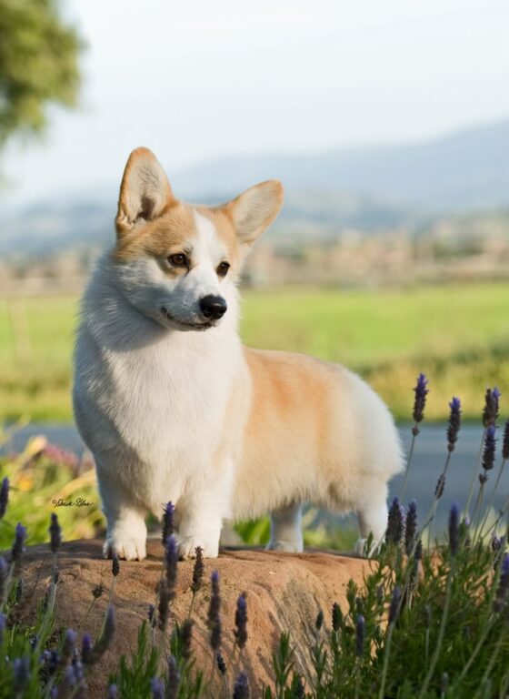 Pembroke Welsh Corgi standing on a rock with lavender and a grassy field in the background.
