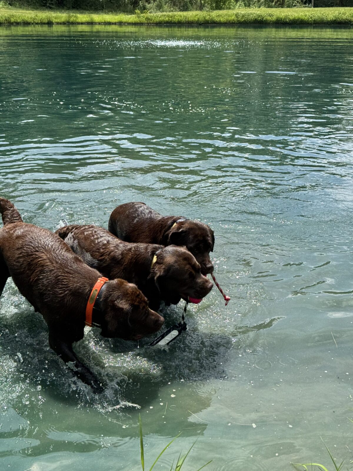 Three chocolate labs play in a turquoise lake with a pink toy.