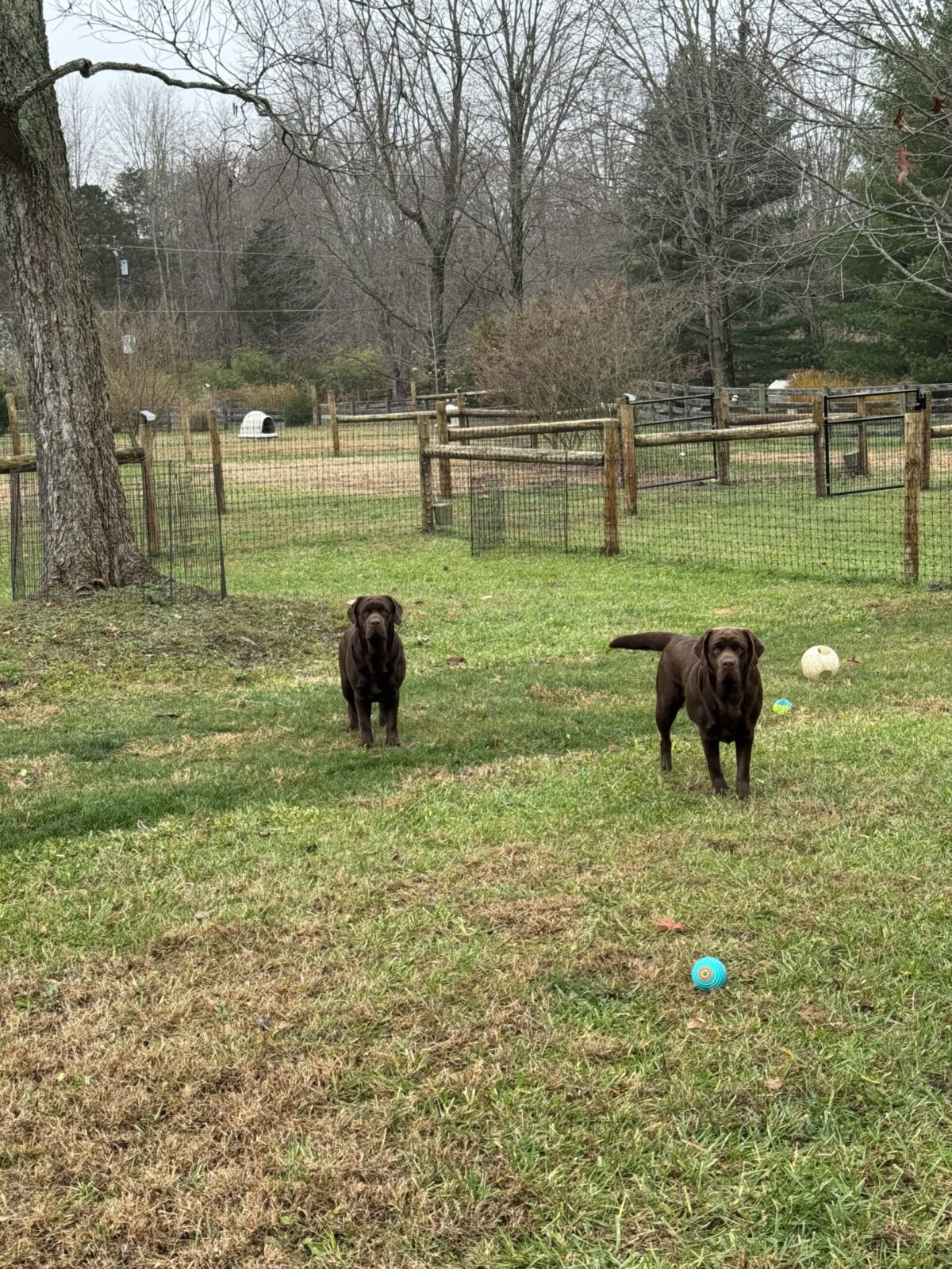 Two chocolate labs stand in a grassy yard with wooden fences and scattered toys.