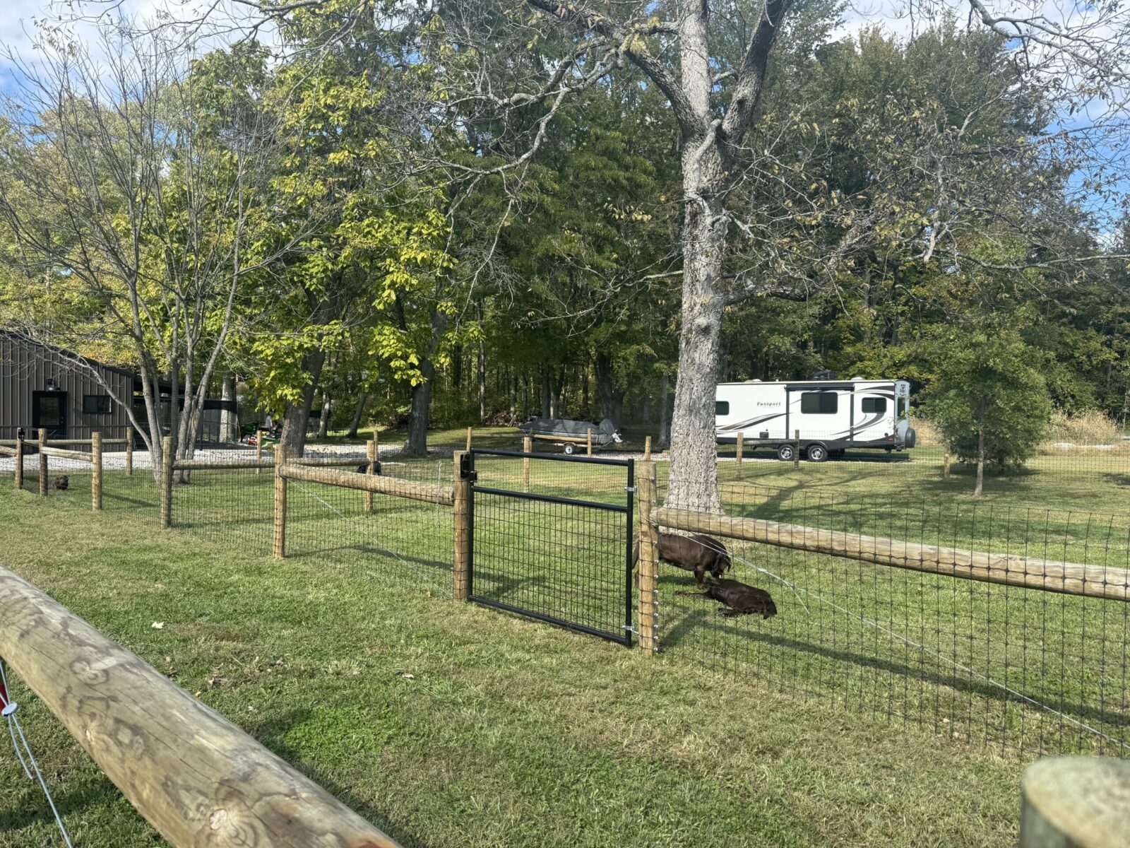 Two pigs in a fenced yard with a camper and building in the background.