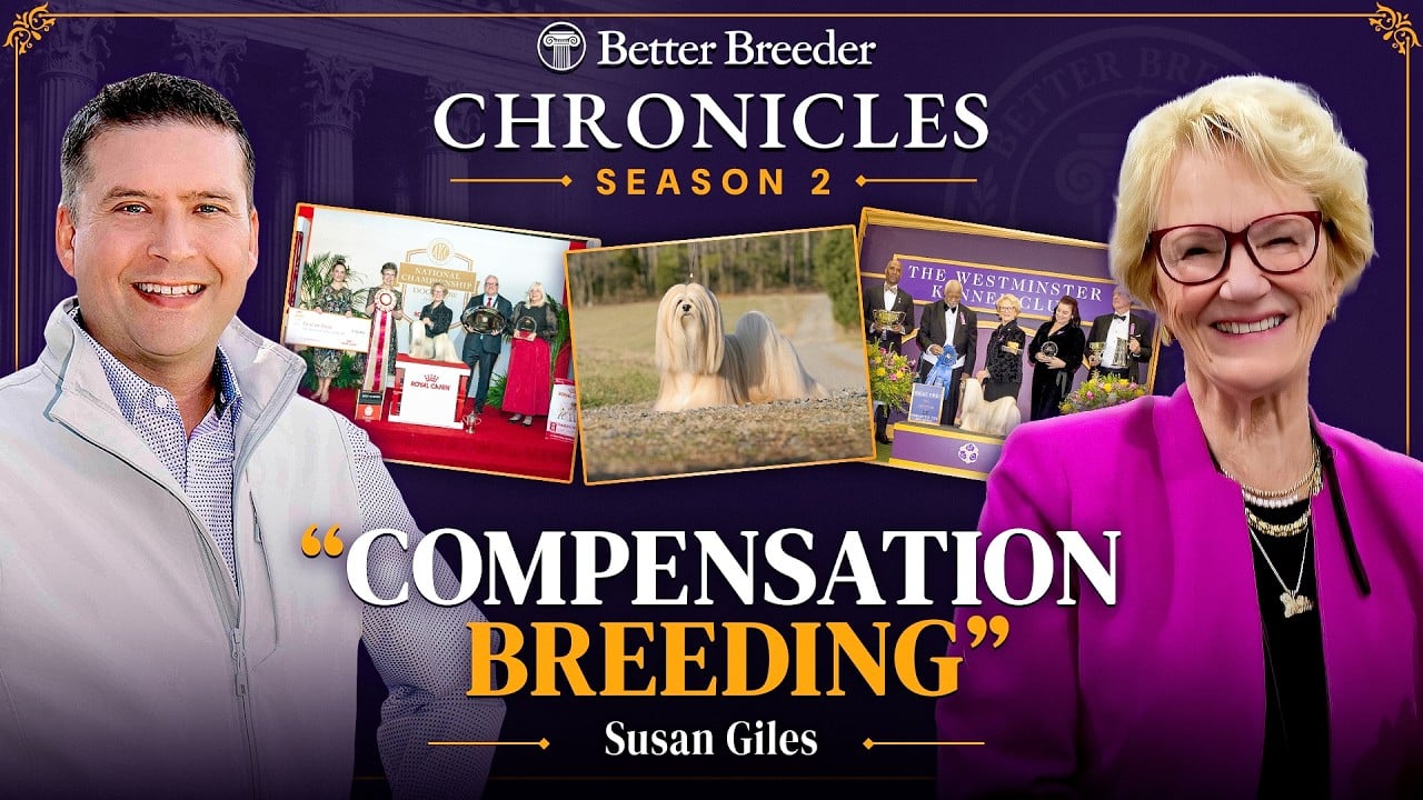 Better Breeder Chronicles Season 2: Susan Giles on "Compensation Breeding" with dog show images.