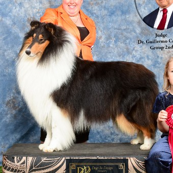 Tricolor Collie dog with long fur, standing on a patterned platform.