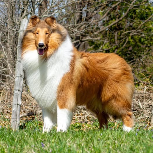 Collie dog with long, flowing fur, standing in a grassy field with trees in the background.