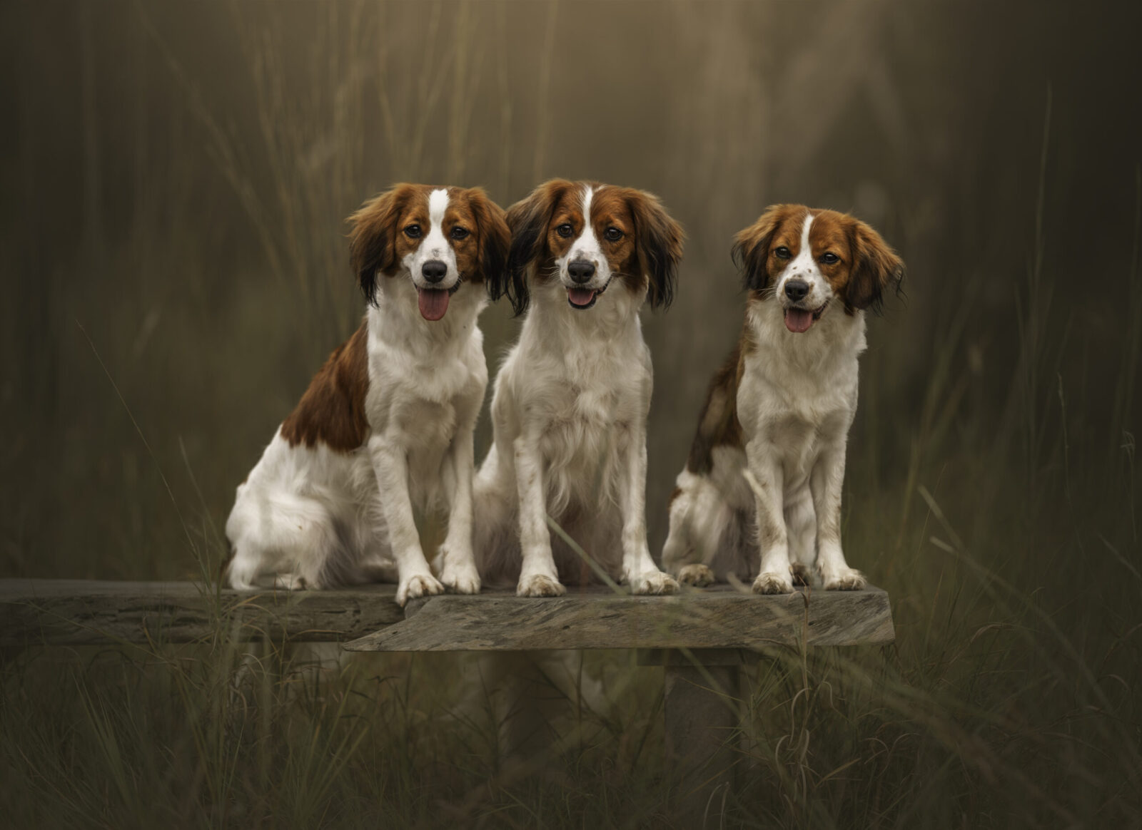 Three Kooikerhondjes dogs sitting on a wooden bench in tall grass.