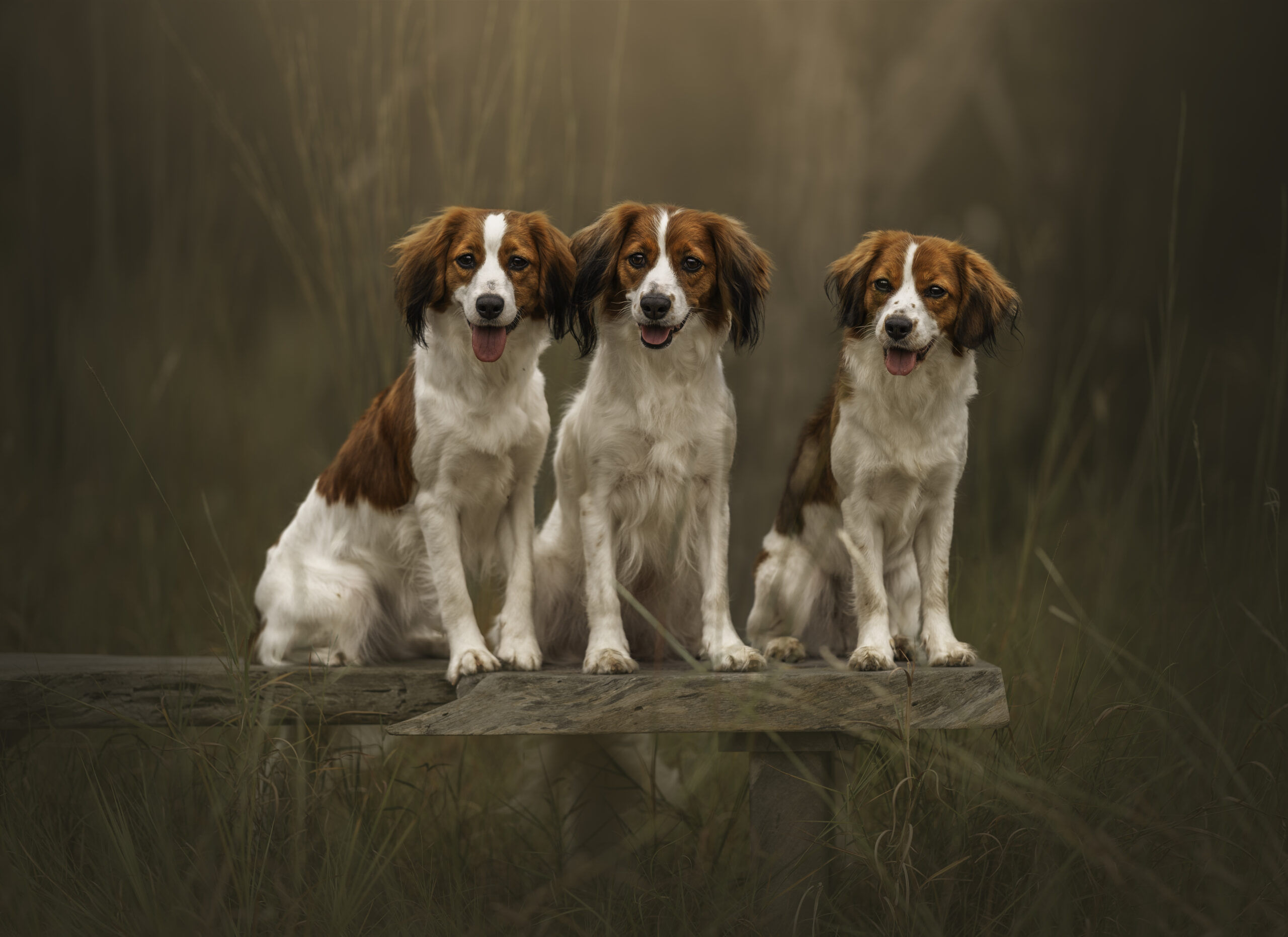 Three Kooikerhondjes dogs sitting on a wooden bench in tall grass.