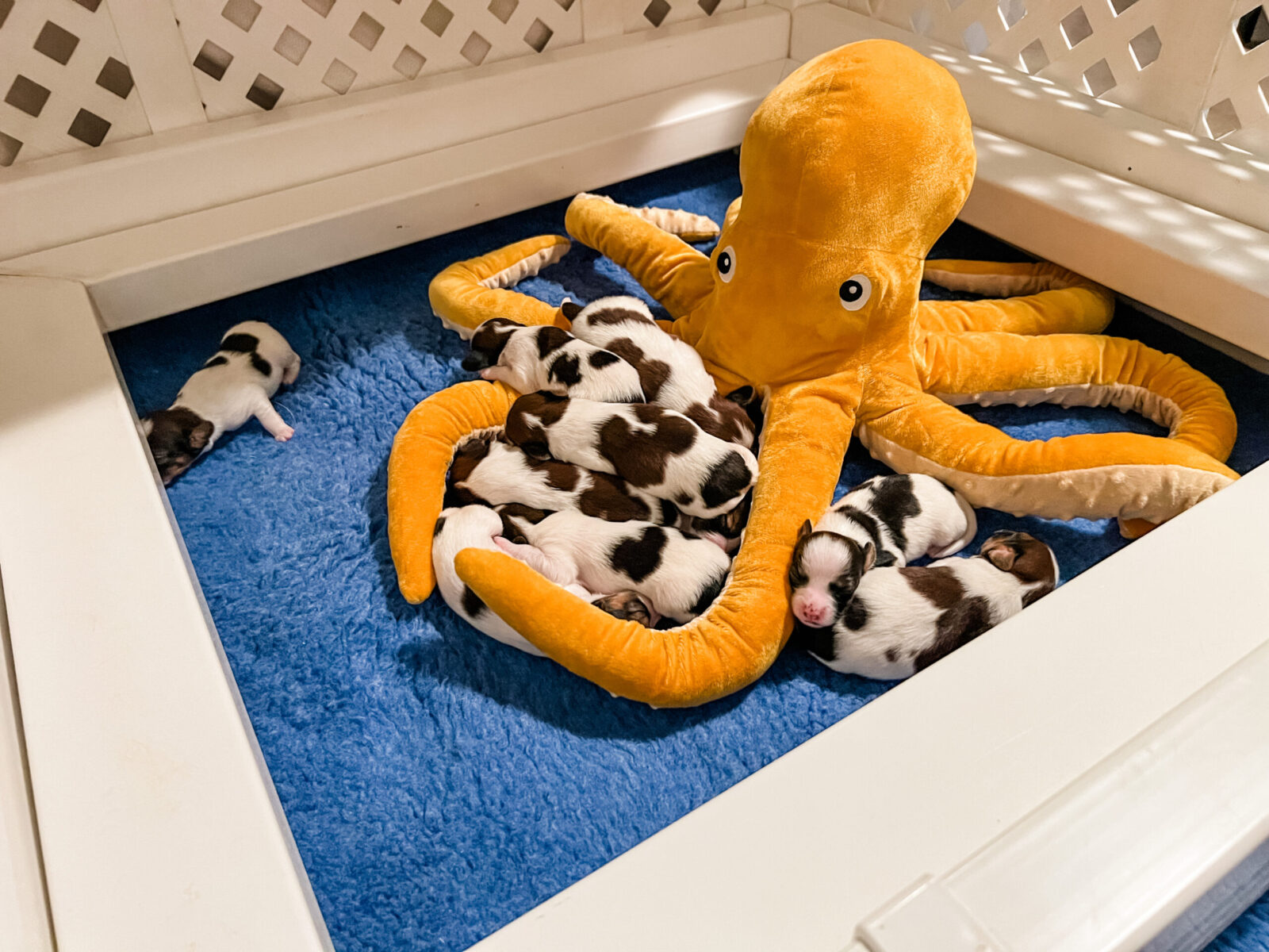 Newborn puppies cuddle around a large orange octopus plush toy on a blue mat.