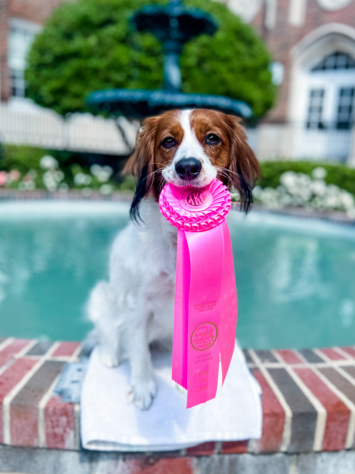 Tricolor dog holding a pink award ribbon in its mouth by a fountain.
