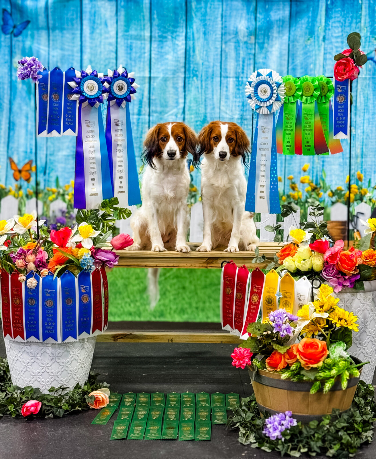 Two Kooikerhondje dogs sit with blue and white ribbons, surrounded by flowers and awards.