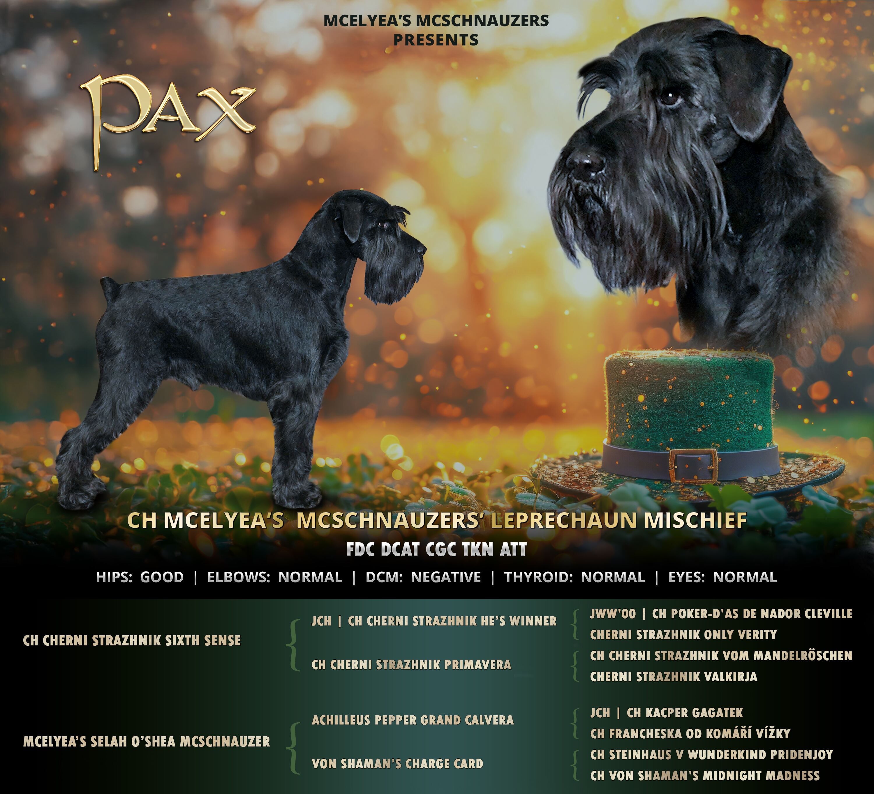 Black Miniature Schnauzer dog with text and pedigree information.