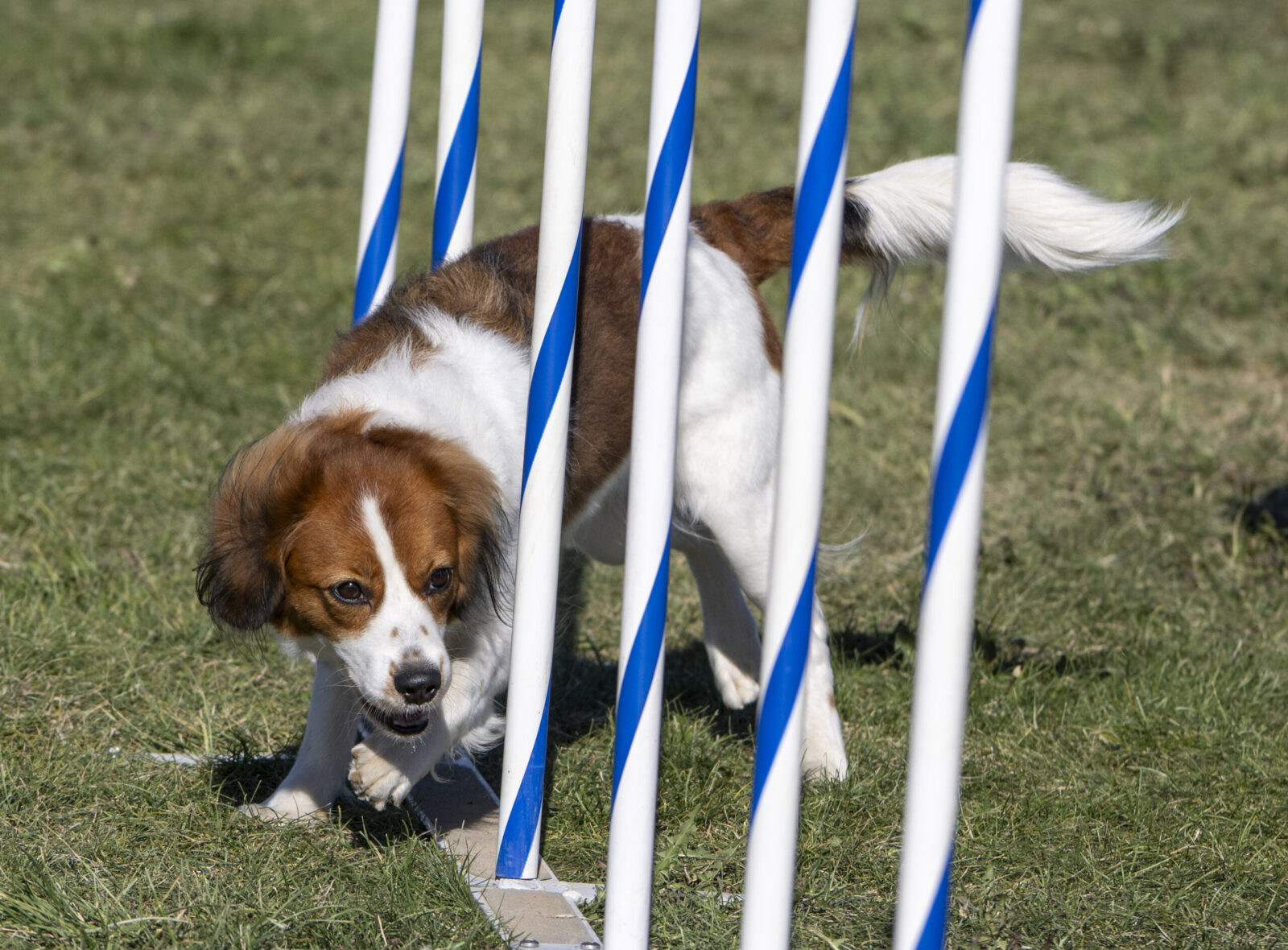 Kooikerhondje dog weaving through agility poles.