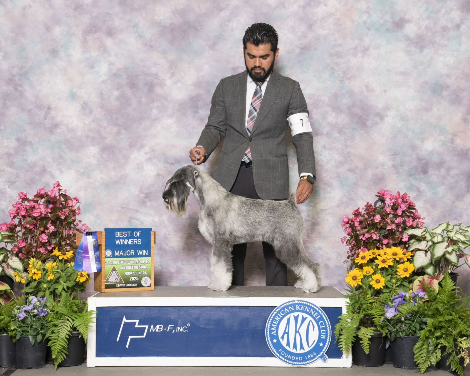 A handler stands with a Miniature Schnauzer on a show pedestal next to a Best of Winners sign at a dog show.