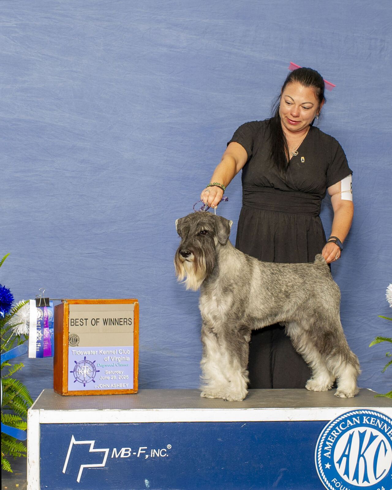 A person stands behind a gray Schnauzer on a show dog podium next to a Best of Winners sign at the Tidewater Kennel Club.
