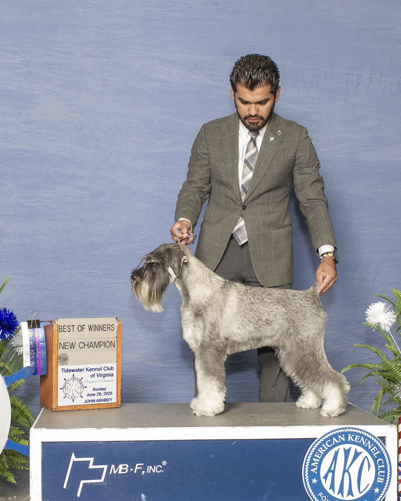 A handler showing a Standard Schnauzer on a pedestal with a Best of Winners New Champion award sign.